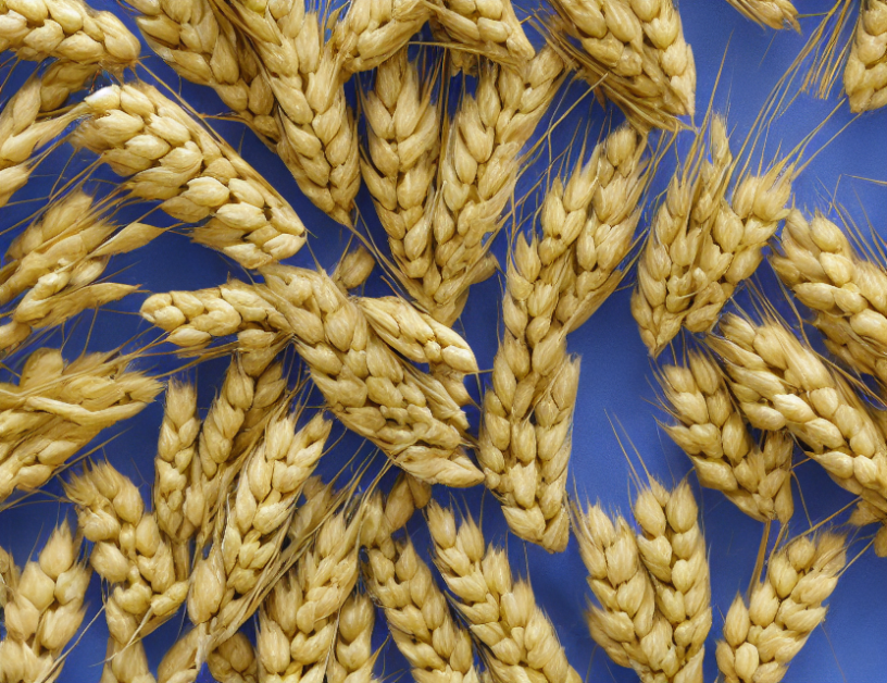 Improving Wheat Quality: A Multifaceted Approach